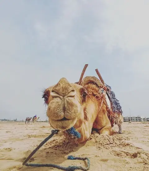 Camel trekking along the coastline near Taghazout and Agadir